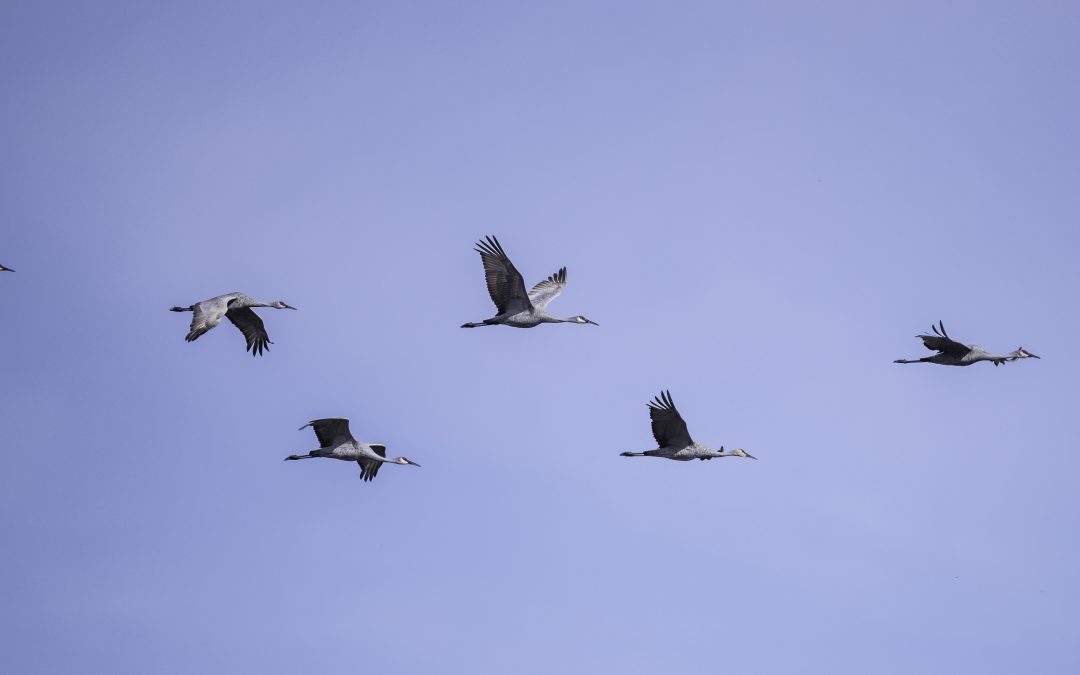 Lessons from the Cranes